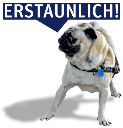 Rocco ist erstaunt - so viele großartige Projekte...